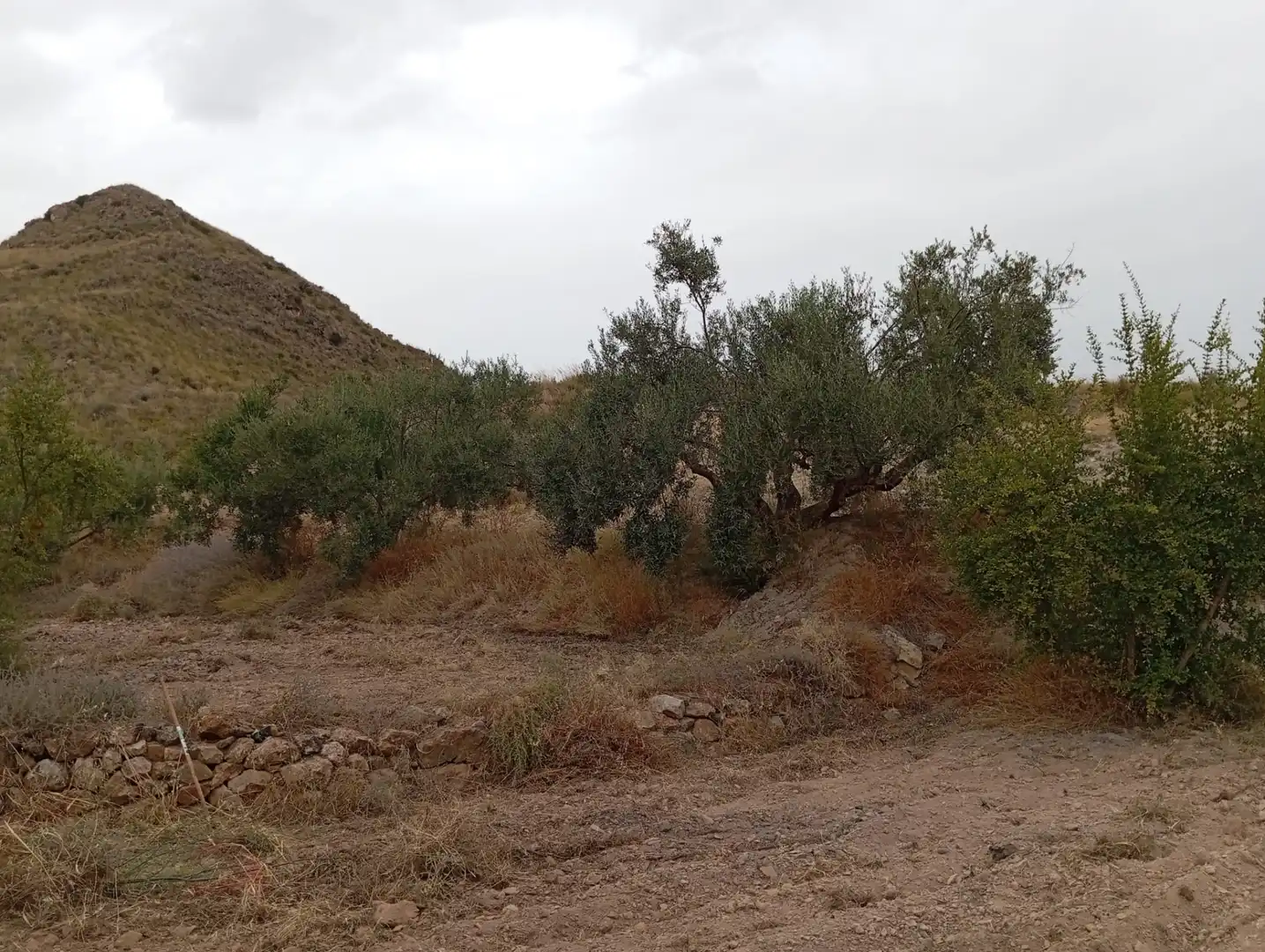 Terreni e lotti in vendita a Bolnuevo, imagen 14