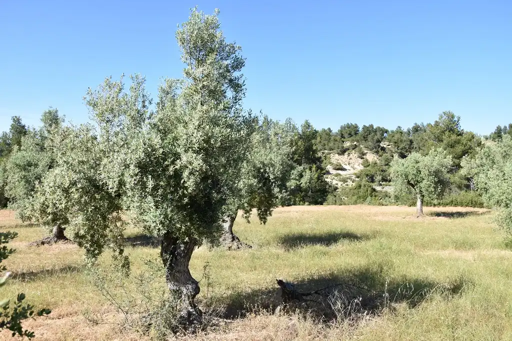 Terreni e lotti in vendita a Cretas, imagen 2