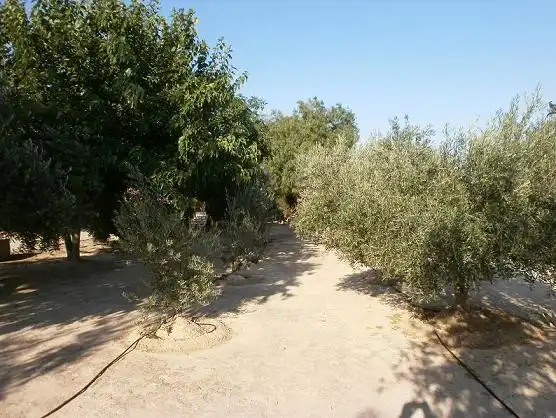 Xalet amb jardí en venda a Tobarra, imagen 20