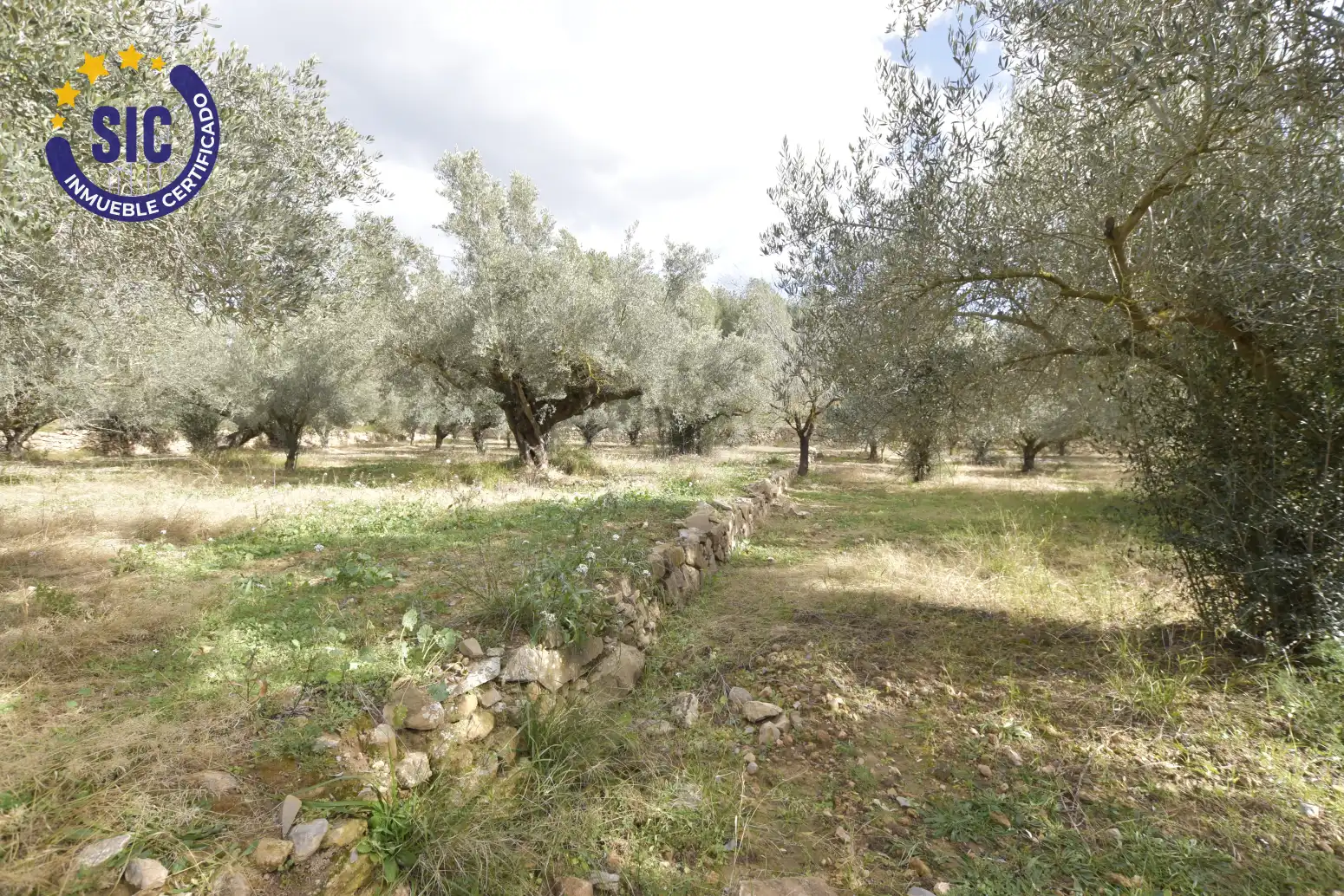 Land for sale in Jérica