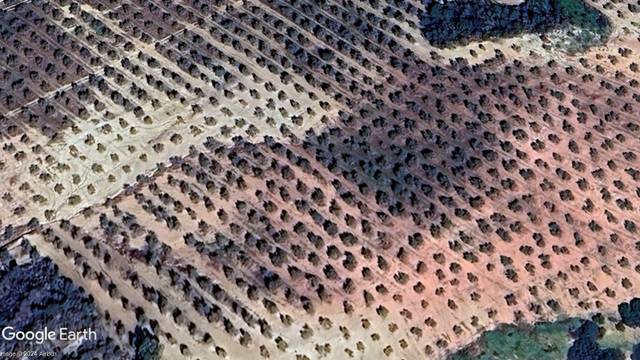 Terreno en Venta en Morón de la Frontera