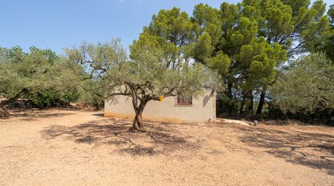 Finca rústica de olivos con almacén agrícola, immagine 4