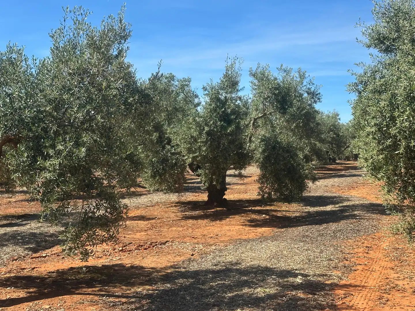 Land for sale in Villanueva de la Reina