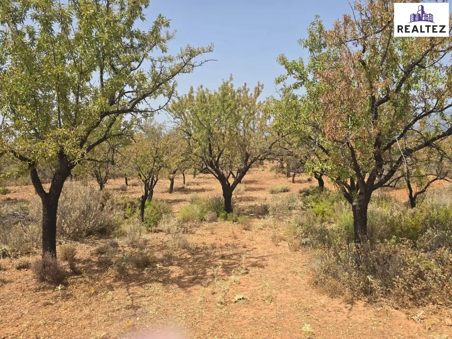 Terrain rustique à vendre à Alcolea, imagen 7