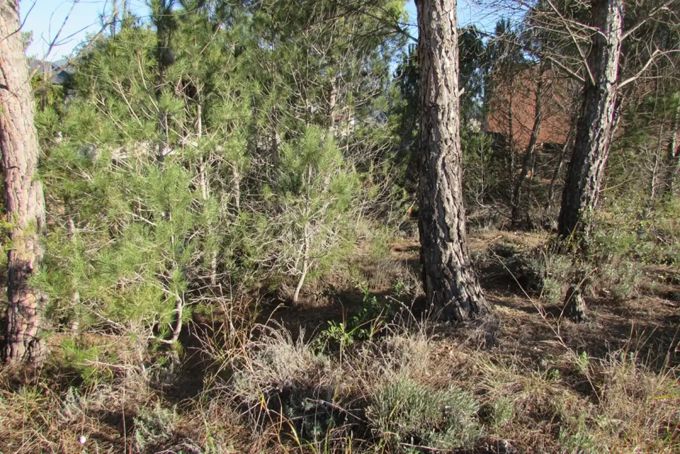 Lands and plots for sale in La Pobla de Claramunt, imagen 8