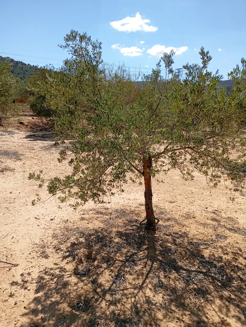 Terreny rústic en venda a Campo de Mirra / El Camp de Mirra