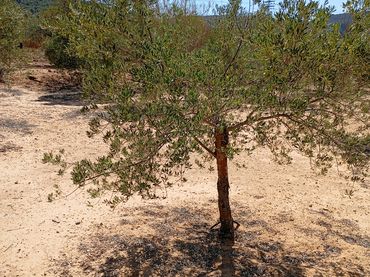 Rustikales Grundstück zum Verkauf in Campo de Mirra / El Camp de Mirra