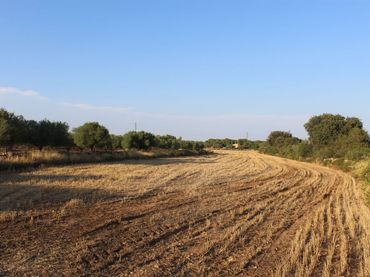 Rural land for sale in Banyeres del Penedès