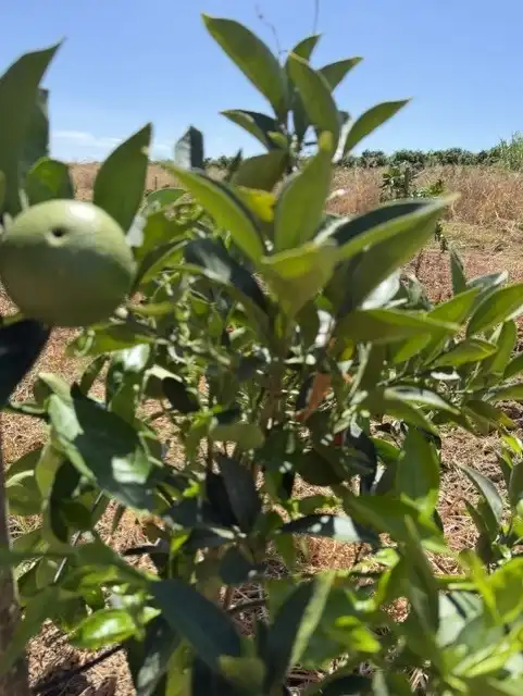 Terreny rústic en venda a Cantillana, imagen 14