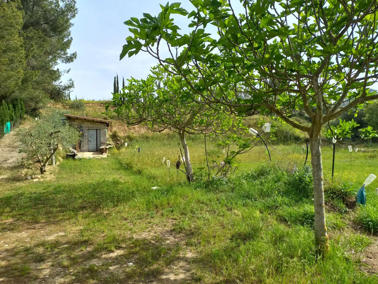 Terrain rustique à vendre à Ginestar, imagen 3