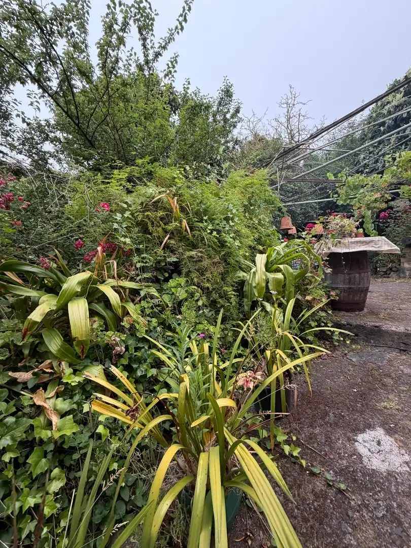 Terreno rustico in vendita a El Bebedero - Pinolere - Aguamansa, imagen 59
