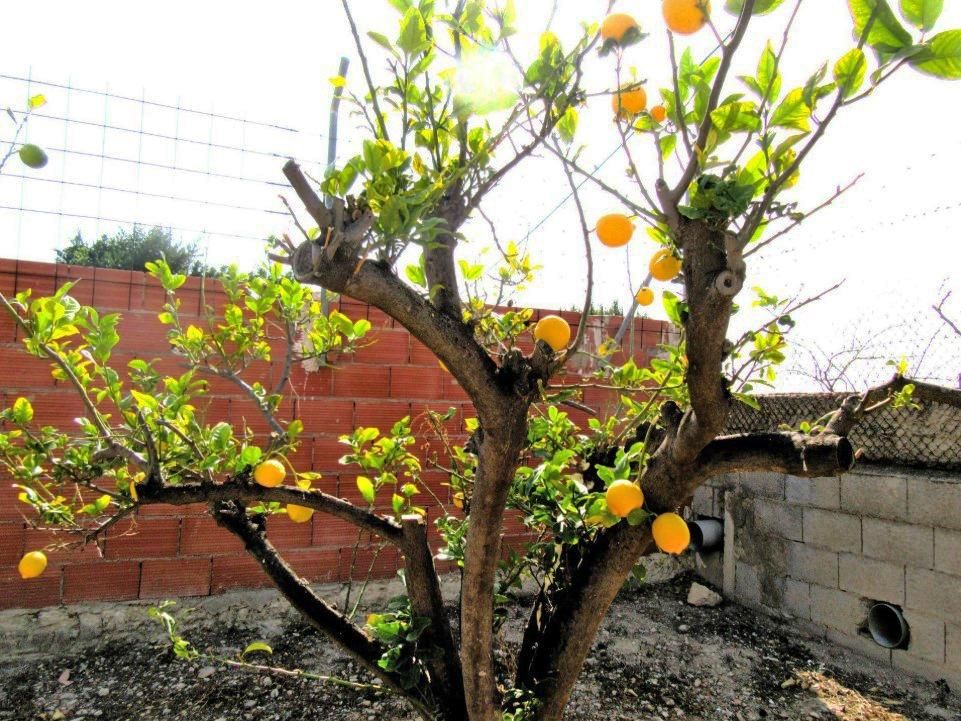 Jardí de Casa o xalet en venda en Alicante / Alacant amb Aire condicionat, Calefacció i Jardí privat