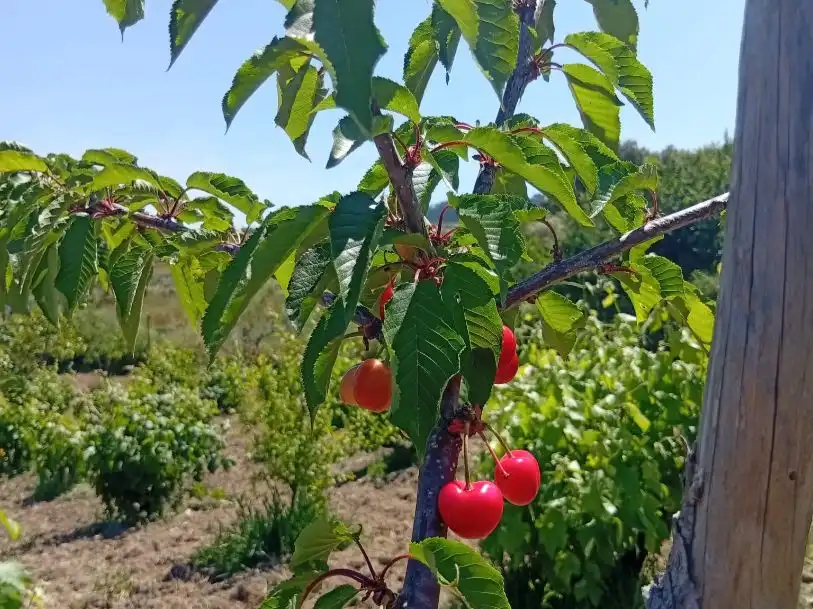 Garden of Land for sale in Villanueva de la Sierra
