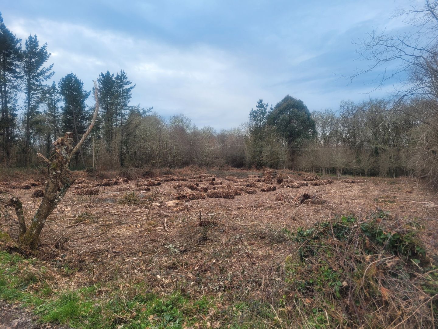 Land for sale in O Corgo  