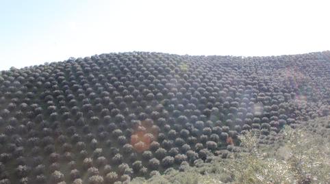 Photo 3 of Country house for sale in Alcaracejos, Córdoba