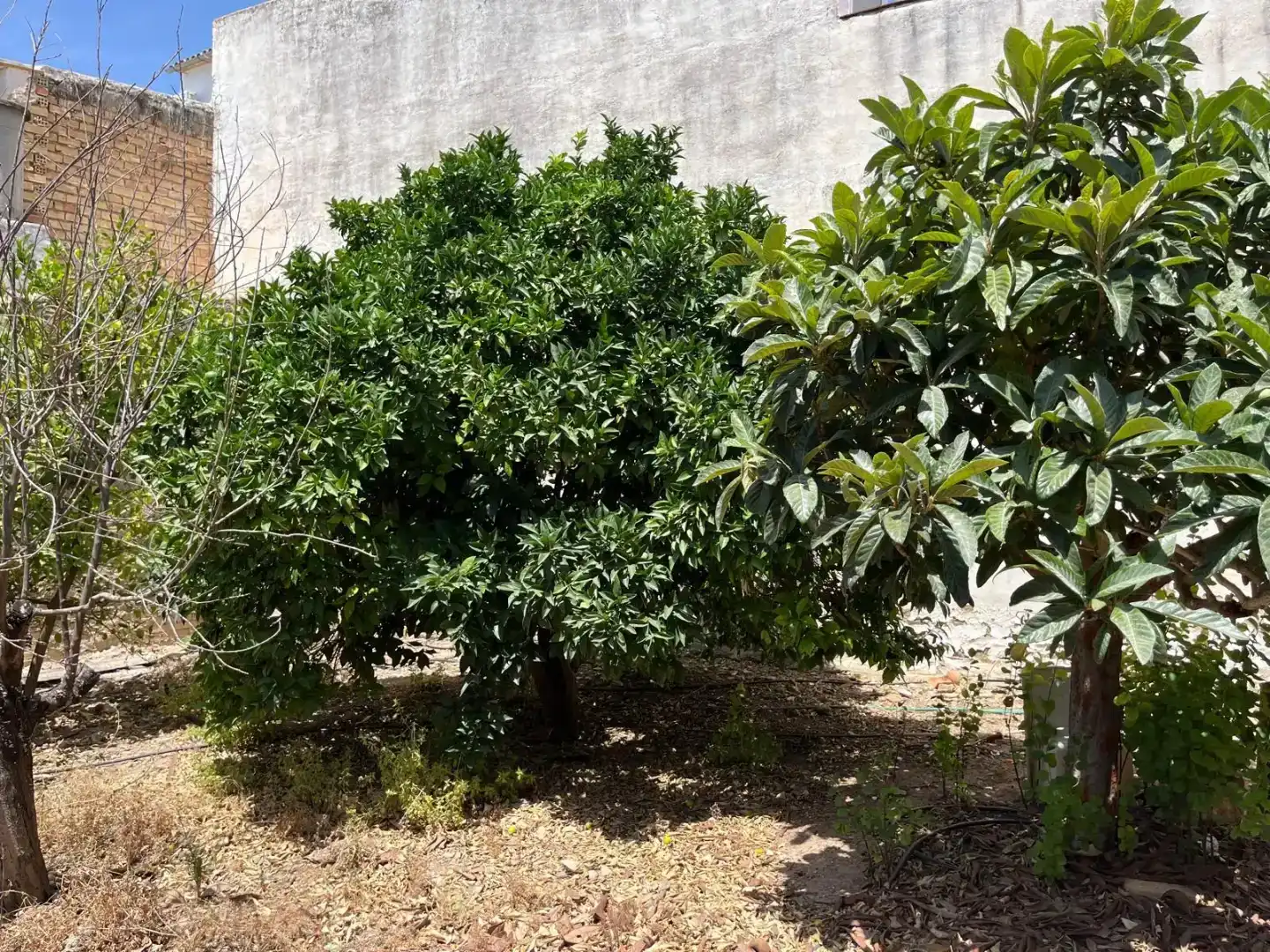 Jardín de Finca rústica en venta en El Rubio, Sevilla