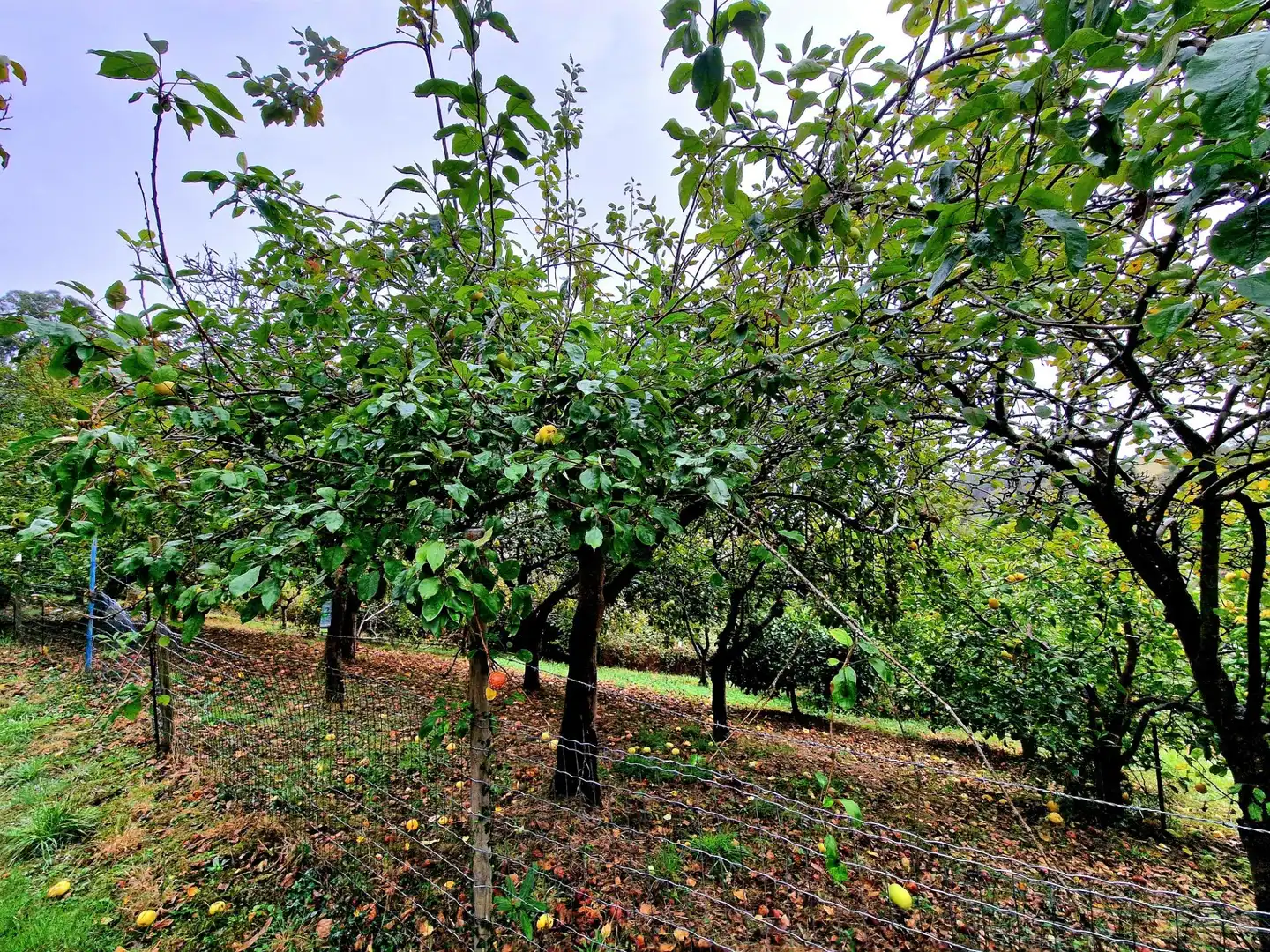 Haus mit Garten zum Verkauf in Ribadeo, imagen 35