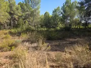 Rustikales Grundstück zum Verkauf in Partida Cumbres de Calicanto, imagen 11