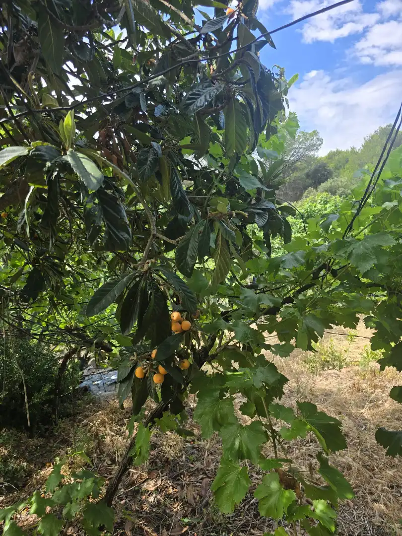 Garden of Land for sale in Vacarisses