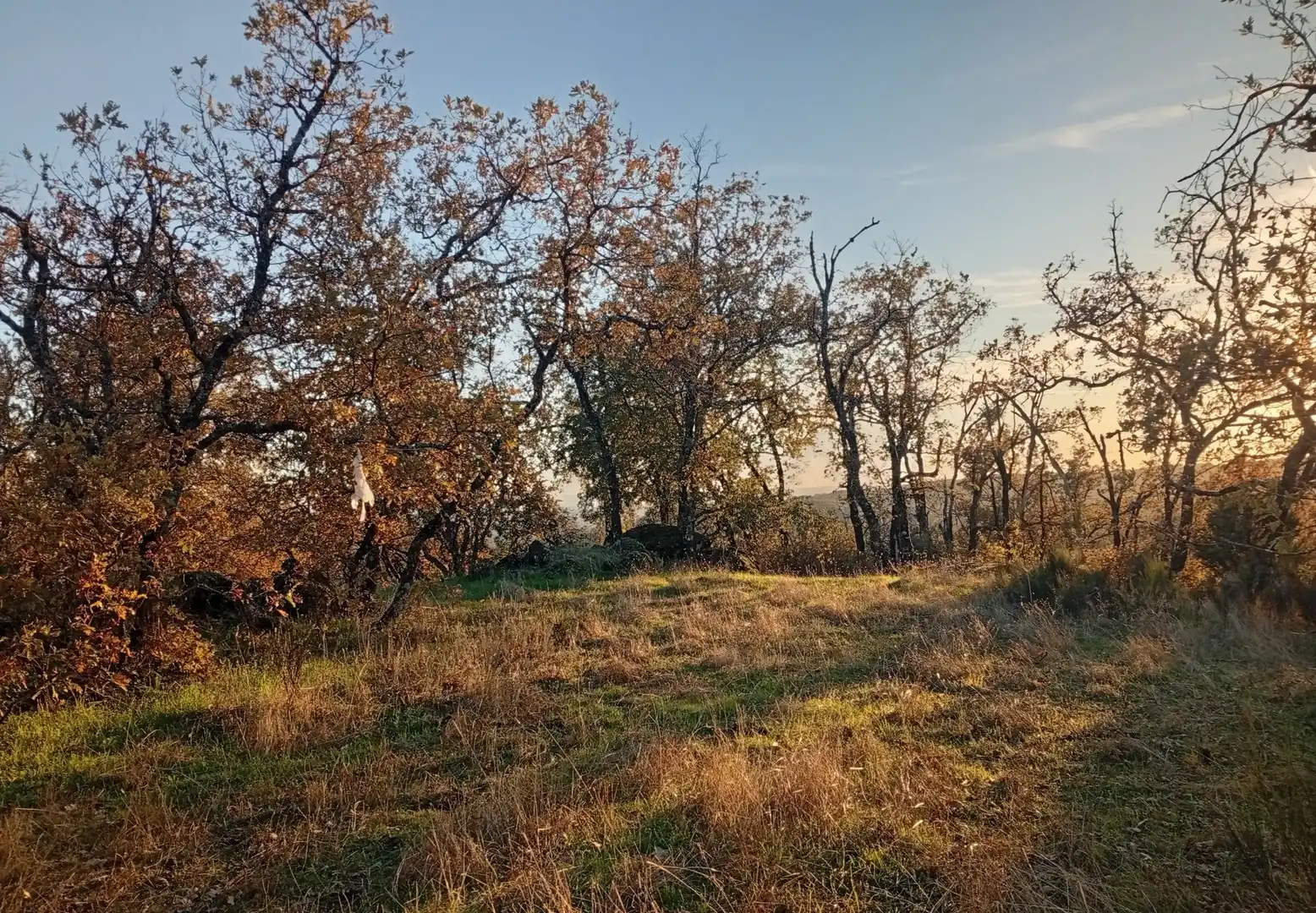 Terreni e lotti in vendita a Viandar de la Vera, imagen 20