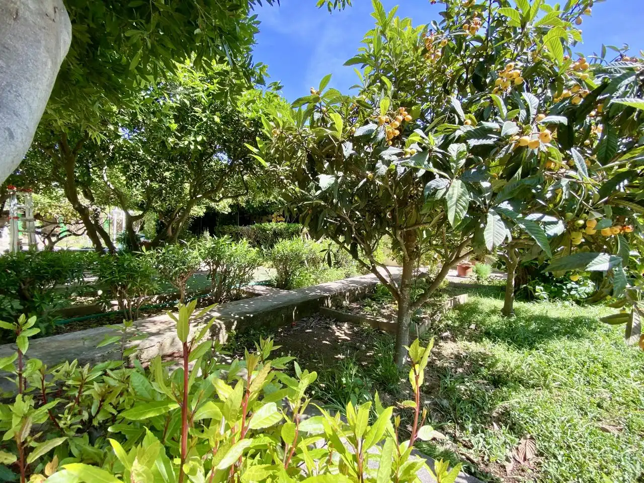 Garten von Haus oder Chalet zum Verkauf in  Palma de Mallorca mit Privatgarten, Terrasse und Abstellraum