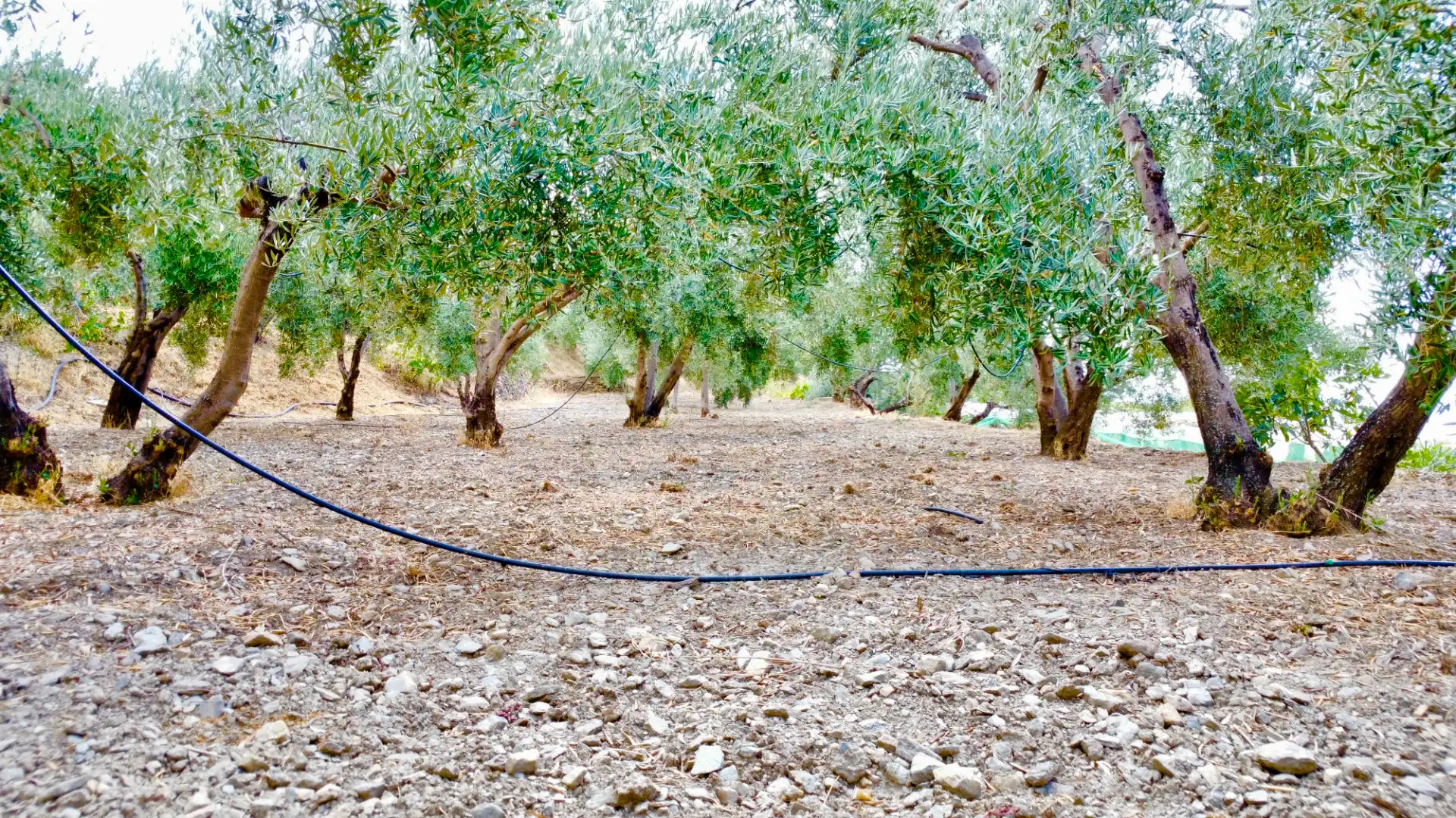 Terreno rustico in vendita a N/A, imagen 35
