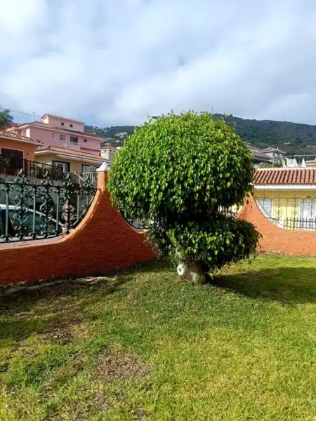 Piso de alquiler en Calle Araucaria, -1, Icod de los Vinos pueblo