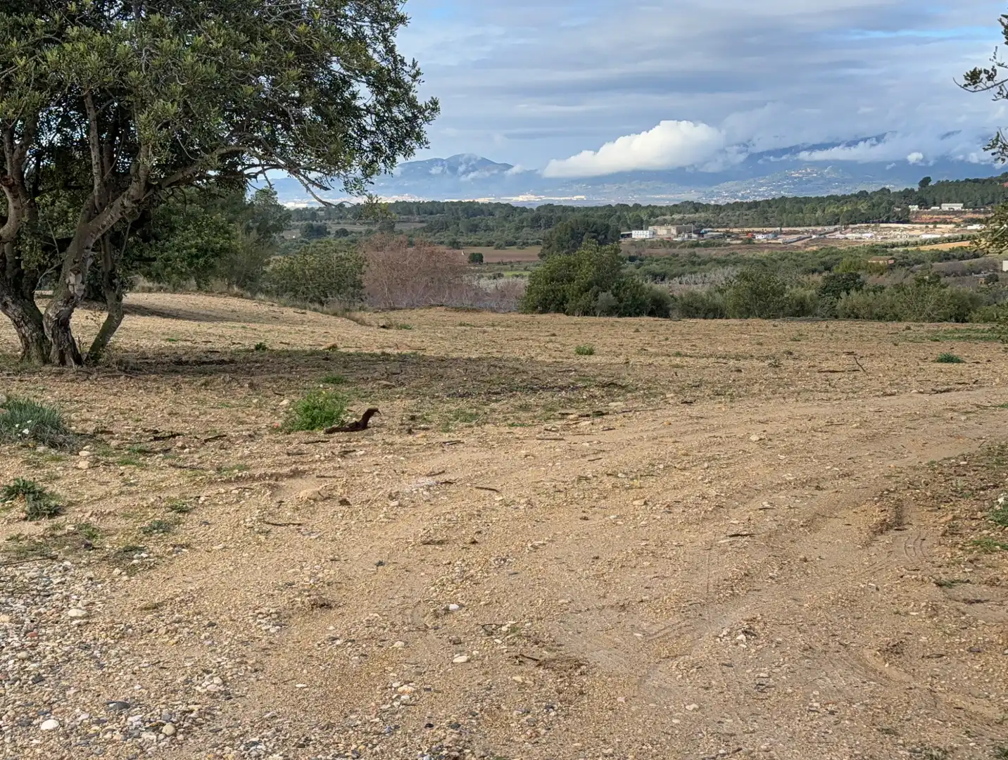 Terrain rustique à vendre à Cami Futbol 14A, imagen 5