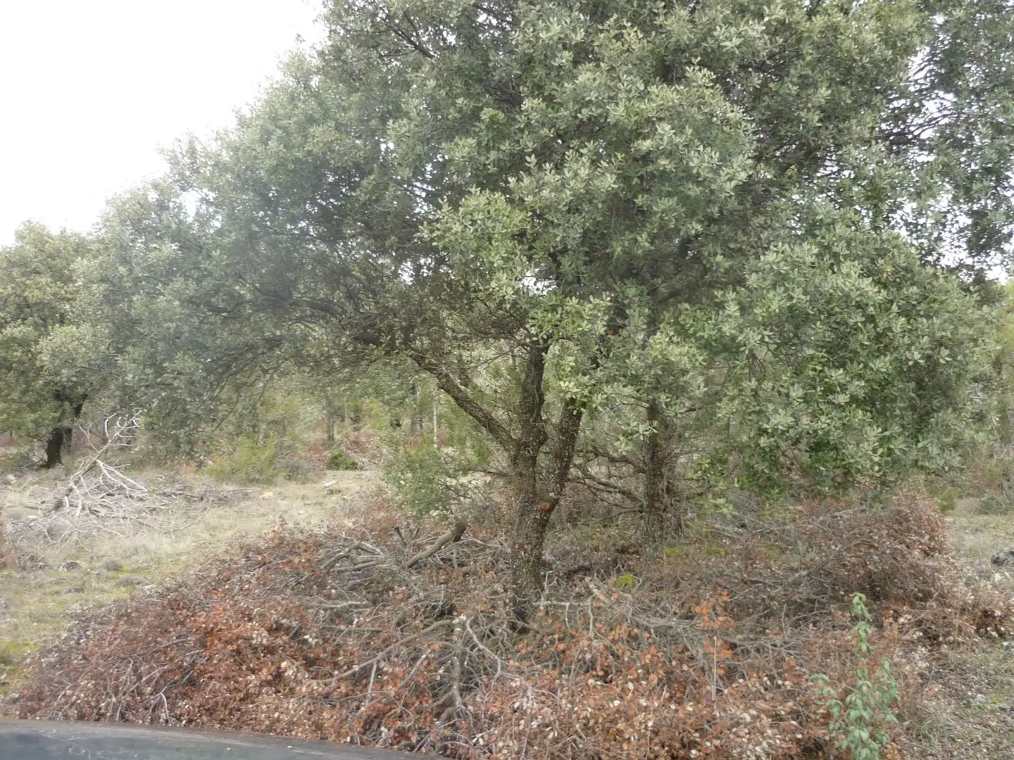 Terreno en venta en Pedraza