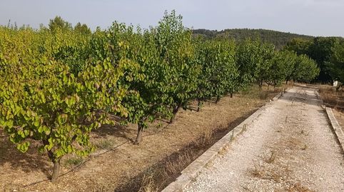 Finca rústica de 50.000 m2 con nave, luz, agua y 950 albaricoqueros en producción