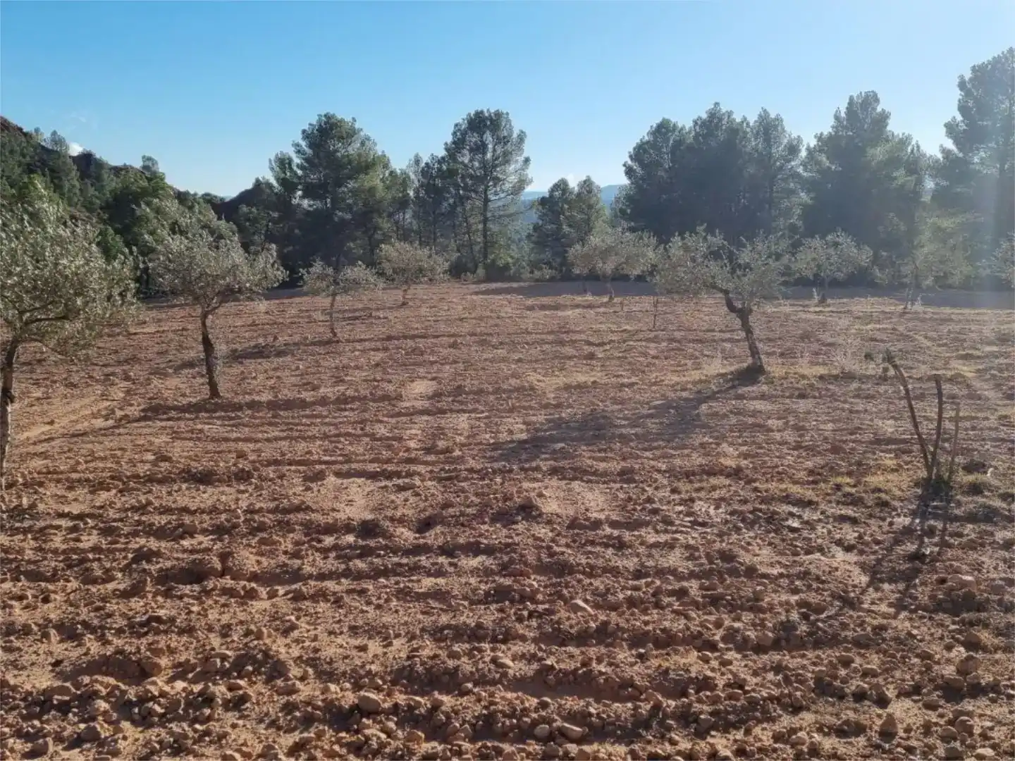 Terreno en venta en Cofrentes