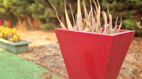 Foto 5 de Casa o chalet en venta en Los Urrutias, Cartagena