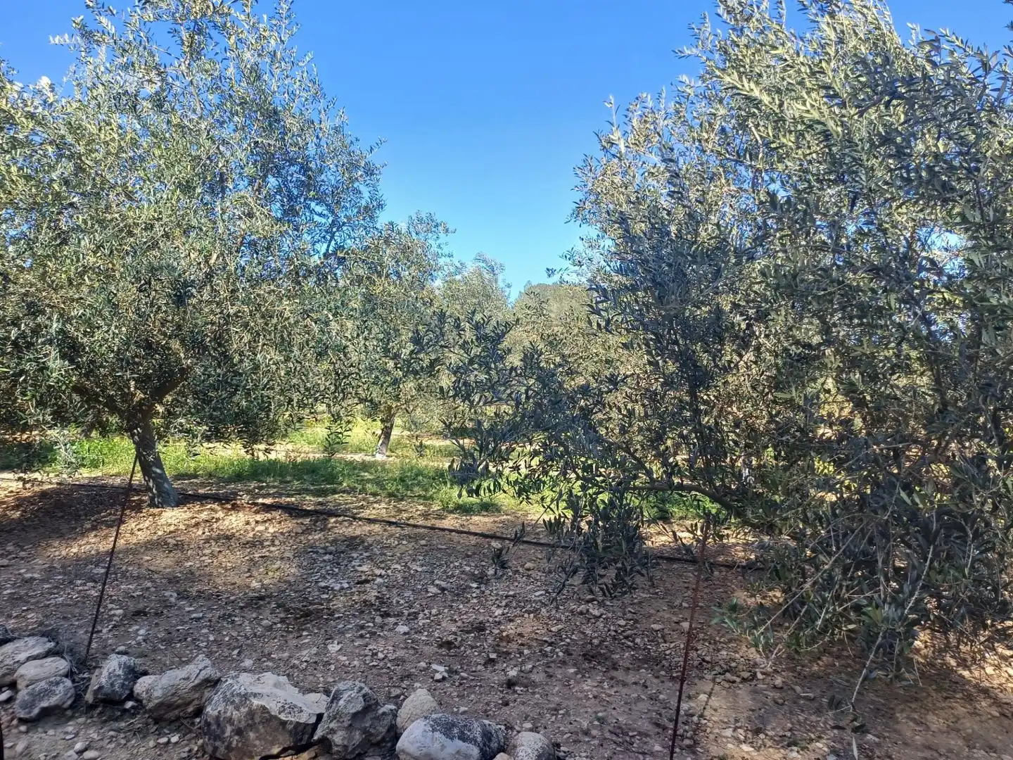 Terreno en venta en Tortosa