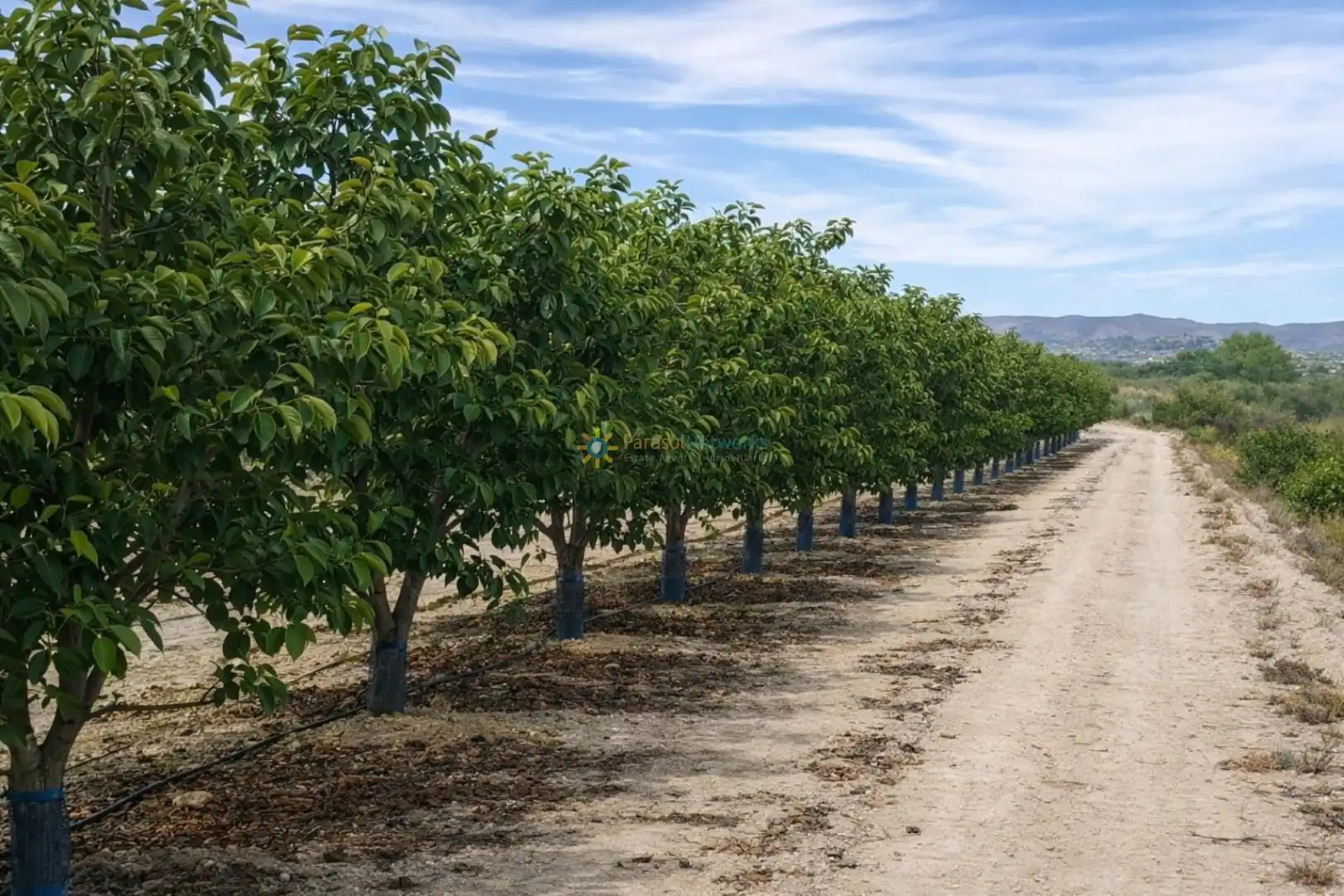 Vista exterior de Finca rústica en venda en Benigànim amb Traster
