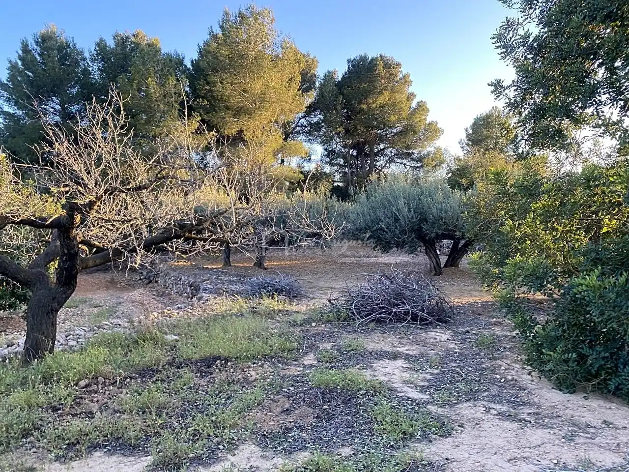 Terrain rustique à vendre à Baldiras, imagen 3