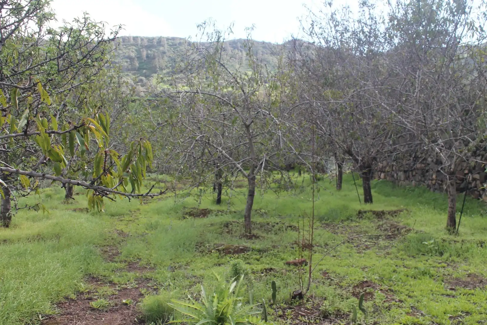 Terreny rústic en venda a Valsequillo de Gran Canaria, imagen 11
