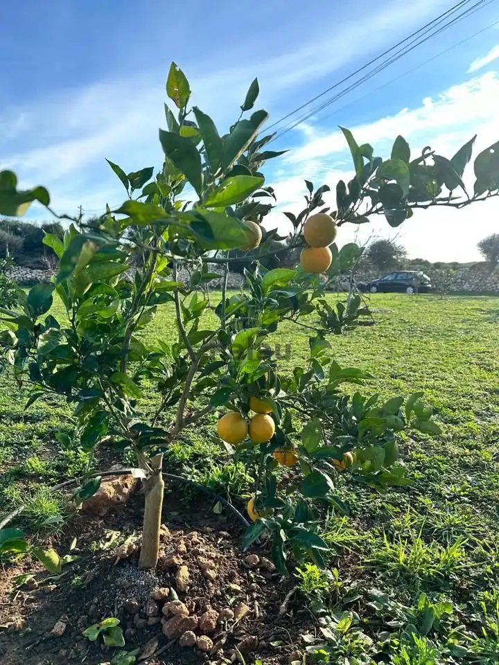 Garden of Residential for sale in Ciutadella de Menorca