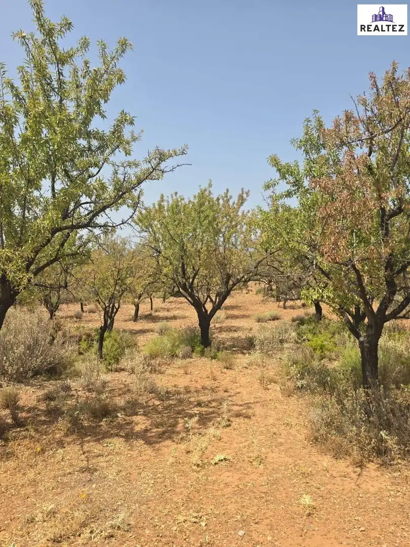 Terrain rustique à vendre à Alcolea, imagen 4
