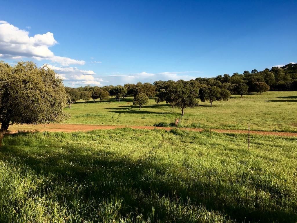 Finca rústica en venda en Almodóvar del Campo amb Terrassa