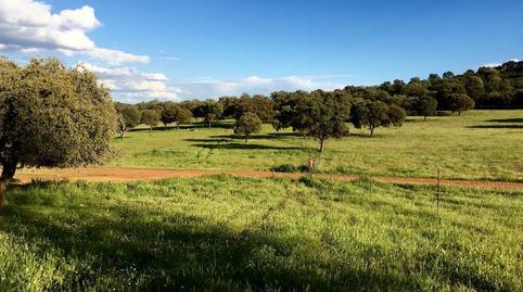 Foto 3 de Finca rústica en venda a Almodóvar del Campo, Ciudad Real