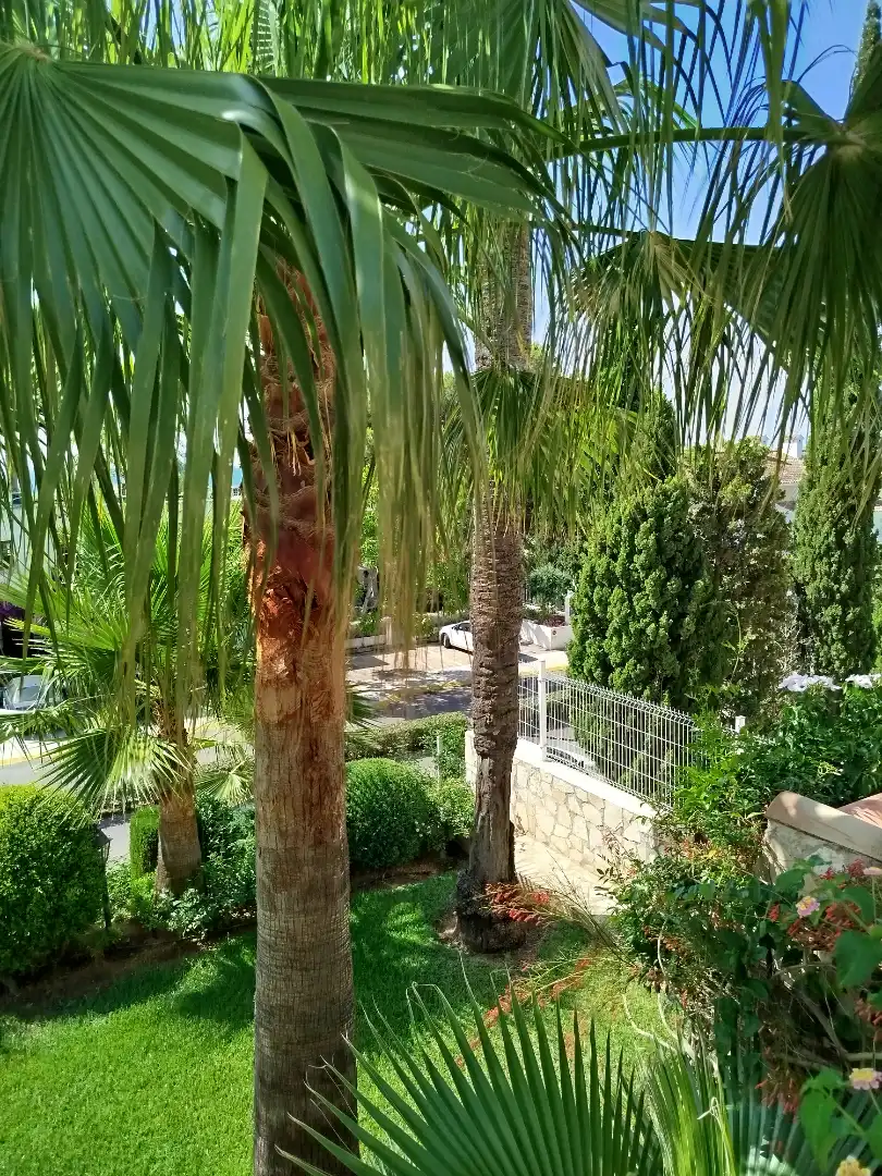 Jardí de Residencial en venda en Alcalà de Xivert