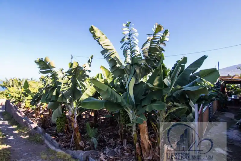 Jardín de Finca rústica en venta en Puerto de la Cruz