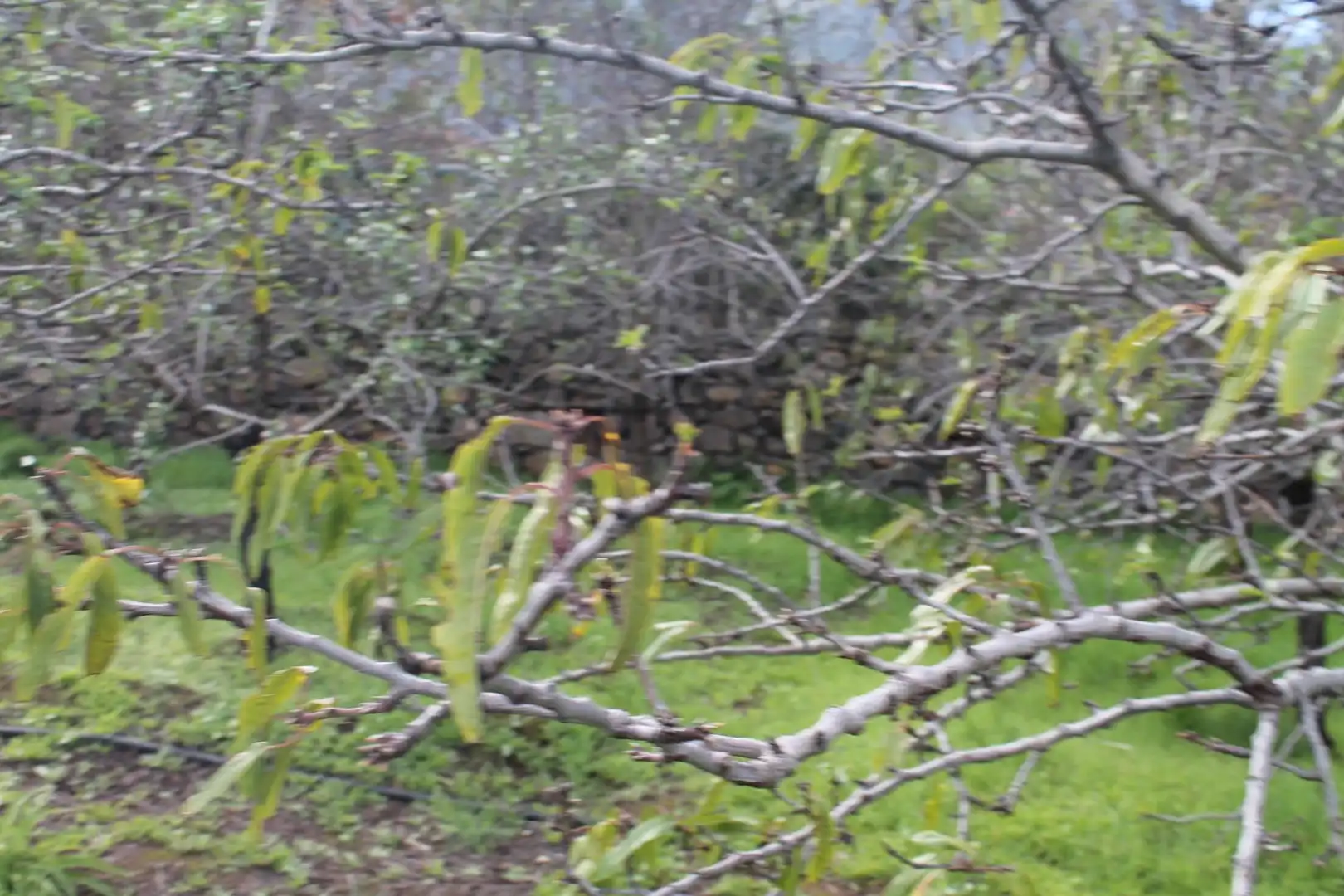 Terreny rústic en venda a Valsequillo de Gran Canaria, imagen 9