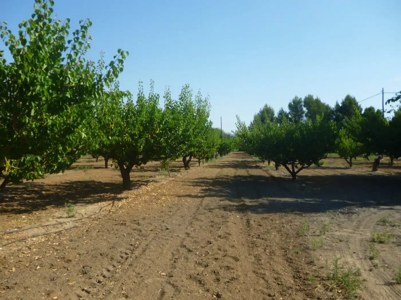 Vista exterior de Finca rústica en venta en Ontinyent con Piscina y Balcón