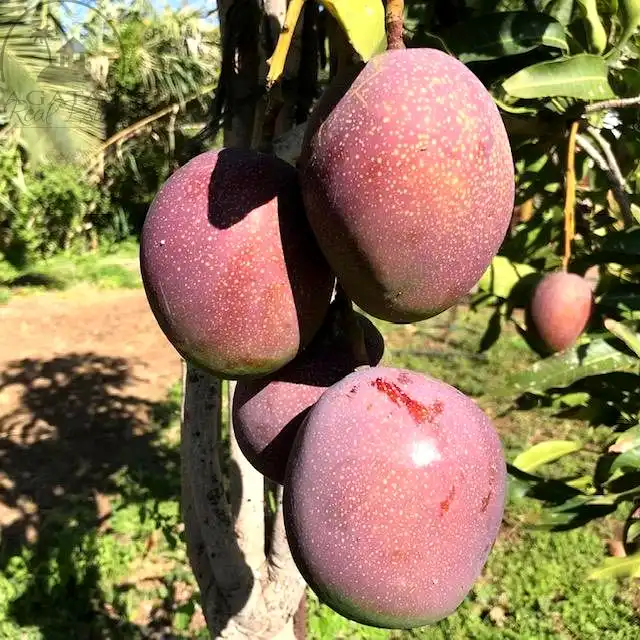 Jardí de Finca rústica en venda en La Orotava amb Jardí privat i Terrassa