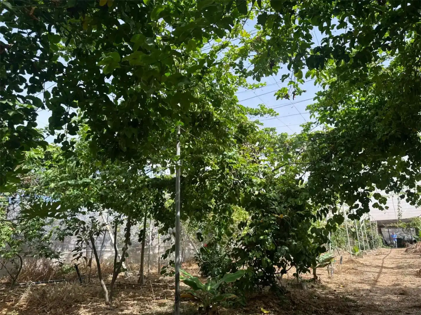 Finca rústica en venda en Guía de Isora