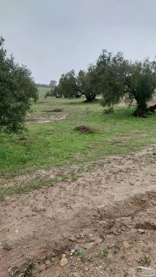 Land for sale in Monturque
