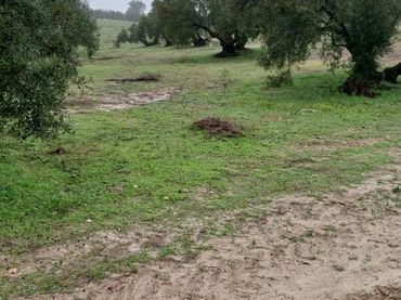 Terrain rustique à vendre à Paraje Rio Anzur 11
