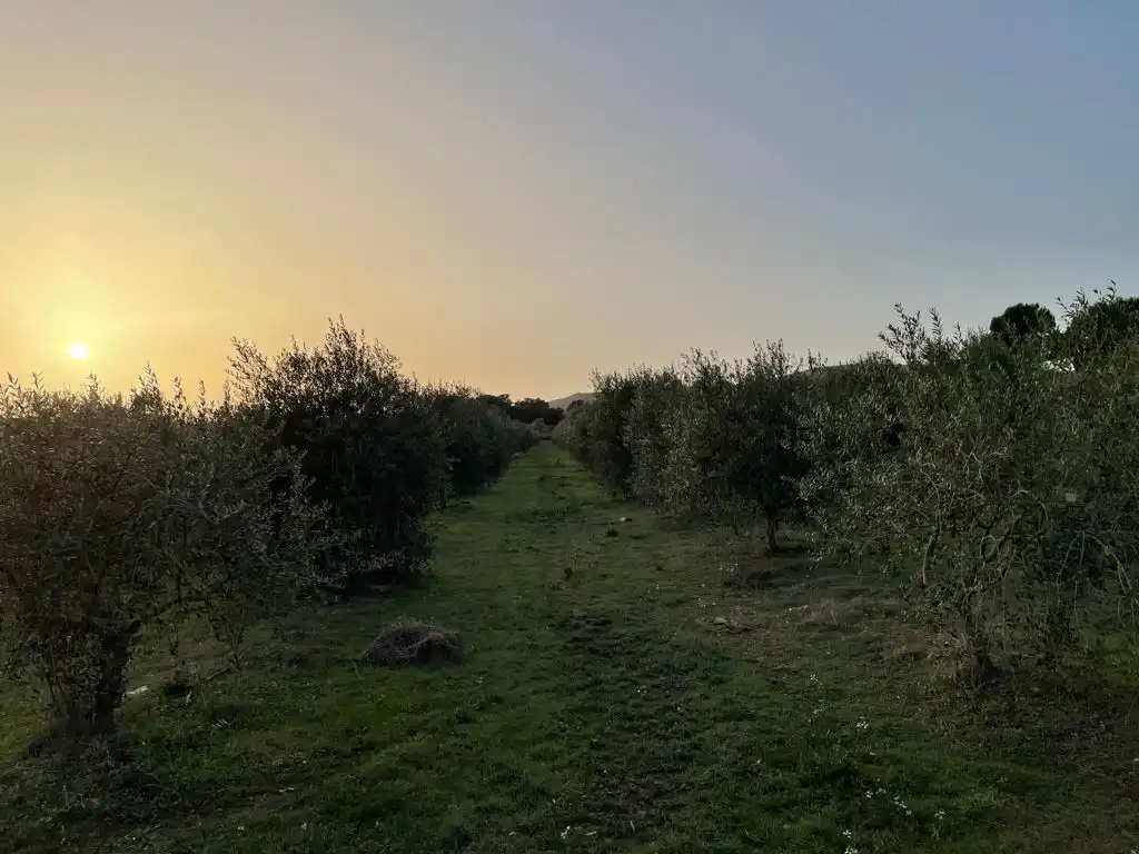 Rural land for sale in Balaguer, imagen 6