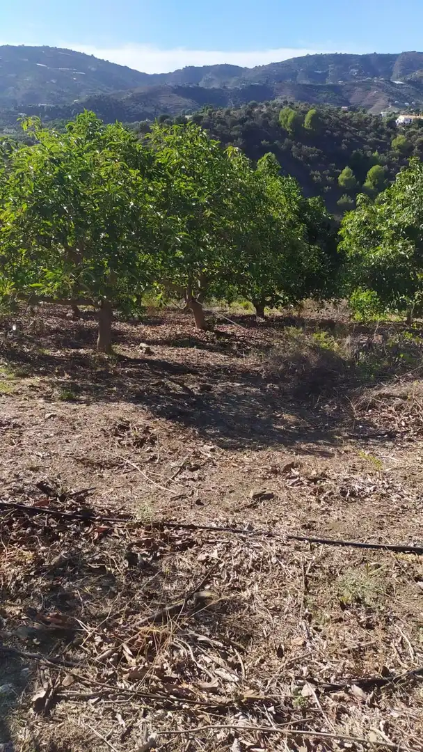 Rural land for sale in Frigiliana, imagen 6